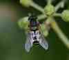 Female_lesser_banded_hoverfly_syrph