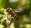 Marmalade_hoverfly_episyrphus_balte