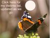 Red_admiral