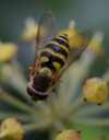 B_syrphus_ribesii_common_banded