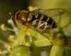 Common_bannded_hoverfly Common_bannded_hoverfly