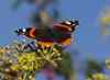 Red_admiral_nov_12