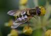 Syrphus_ribesii_common_banded