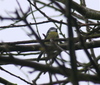 Blue_tit_jan_2208