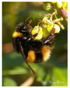 Buff_tailed_bumble_bee Buff_tailed_bumble_bee