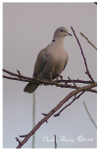 Collared_dove