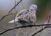 Collared_dove_streptopelia_decaocto