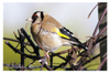 Goldfinch