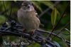 House_sparrow