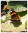 Red_admiral_with_border Red_admiral_with_border