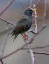 Starling_feb_23