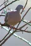 Wood_pigeon_monday
