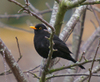Blackbird_2
