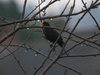 Blackbird_in_the_rain_2 Blackbird_in_the_rain_2