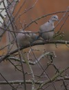 Collared_dove_pair