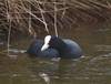 Coot_in_water_copy
