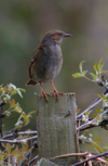 Dunnock_2b