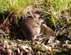Fieldmouse_march_3rd