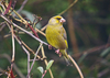 Greenfinch