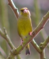 Greenfinch_march_28 Greenfinch_march_28