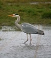 Heron