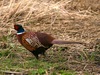 Pheasant