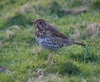 Song_thrush_best