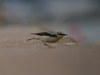 Wheatear_3 Wheatear_3