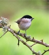 Willow_tit_portrait_for_wab Willow_tit_portrait_for_wab