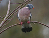 Woodpigeon Woodpigeon
