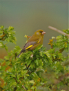 Greenfinch_tuesday