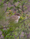 Reed_warbler_1
