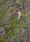 Reed_warbler_2