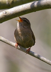 Wren