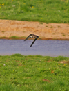 American_golden_plover_in_flight