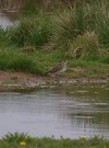Golden_plover