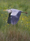Heron_takes_off Heron_takes_off