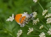 Orange_tip_male