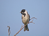 Reed_bunting_9508jpg