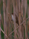 Reed_warbler