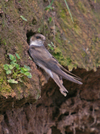 Sand_martin_13_may Sand_martin_13_may