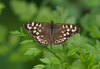 Speckled_wood