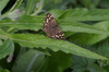 Specled_wood_1