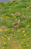Whimbrel_1