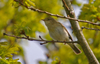 Willow_warbler