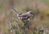 Dartford_warbler_10608