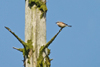 Good_shrike Good_shrike