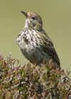 M_pipit_2 M_pipit_2