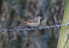 Redstart_hen