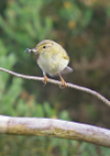 Wood_warbler Wood_warbler